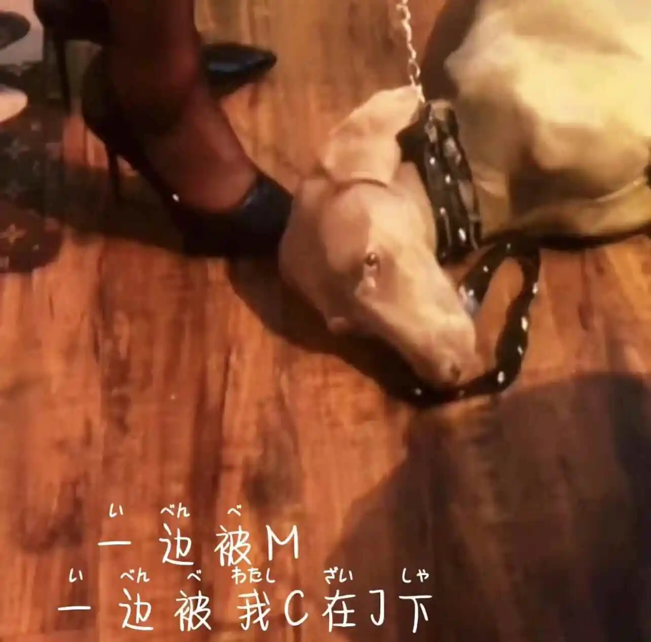 西檬之家-K8是什么？猫奴角色的BDSM入门指南